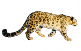 animals & Jaguar free transparent png image.