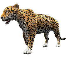 animals & Jaguar free transparent png image.