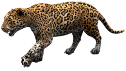 animals & jaguar free transparent png image.