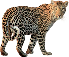 animals & Jaguar free transparent png image.