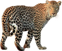 animals & jaguar free transparent png image.