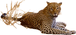 animals & Jaguar free transparent png image.