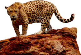 animals & jaguar free transparent png image.