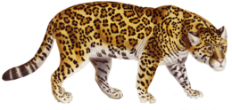 animals & jaguar free transparent png image.