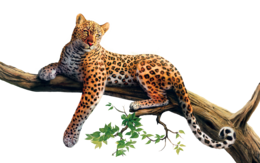 animals & Jaguar free transparent png image.