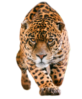 animals & Jaguar free transparent png image.