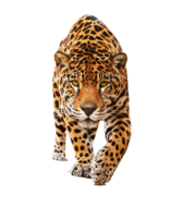 animals & Jaguar free transparent png image.