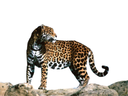 animals & Jaguar free transparent png image.