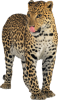 animals & Jaguar free transparent png image.