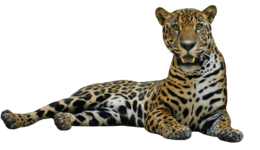 animals & Jaguar free transparent png image.