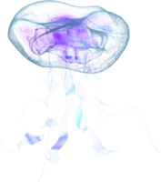 animals & jellyfish free transparent png image.