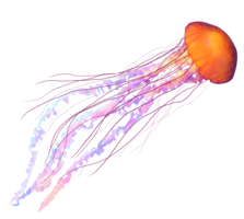 animals & Jellyfish free transparent png image.