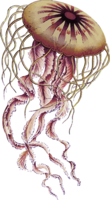 animals & jellyfish free transparent png image.