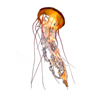 animals & Jellyfish free transparent png image.