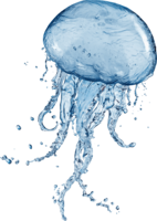 animals & jellyfish free transparent png image.