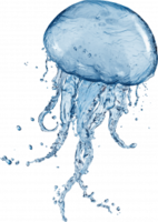 animals & jellyfish free transparent png image.