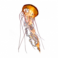 animals & jellyfish free transparent png image.