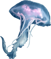 animals & jellyfish free transparent png image.