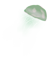 animals & jellyfish free transparent png image.