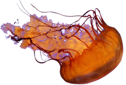 animals & Jellyfish free transparent png image.