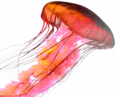 animals & Jellyfish free transparent png image.