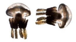 animals & Jellyfish free transparent png image.