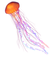 animals & jellyfish free transparent png image.