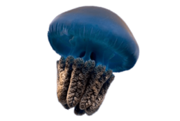 animals & Jellyfish free transparent png image.