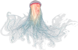 animals & jellyfish free transparent png image.