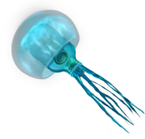 animals & jellyfish free transparent png image.