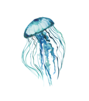 animals & jellyfish free transparent png image.