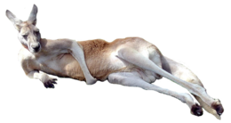 animals & kangaroo free transparent png image.