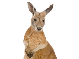 animals & kangaroo free transparent png image.