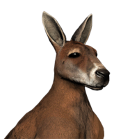 animals & kangaroo free transparent png image.