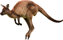 animals & Kangaroo free transparent png image.