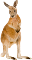 animals & Kangaroo free transparent png image.