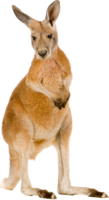 animals & kangaroo free transparent png image.