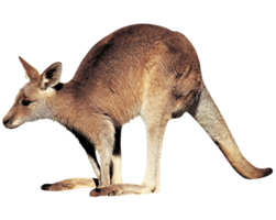 animals & Kangaroo free transparent png image.