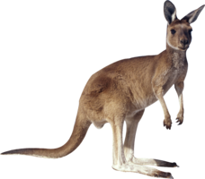 animals & Kangaroo free transparent png image.