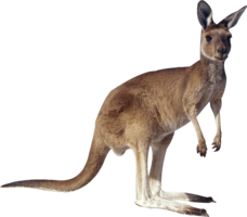 animals & kangaroo free transparent png image.