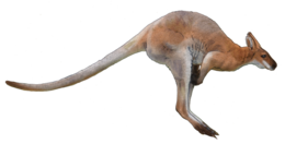 animals & Kangaroo free transparent png image.