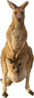 animals & kangaroo free transparent png image.