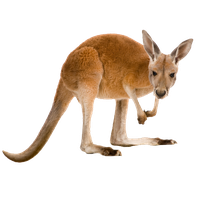 animals & Kangaroo free transparent png image.