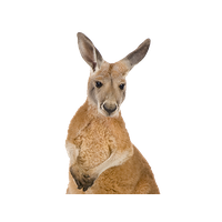animals & kangaroo free transparent png image.