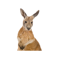 animals & Kangaroo free transparent png image.