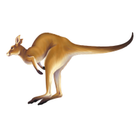 animals & Kangaroo free transparent png image.