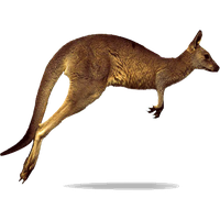 animals & kangaroo free transparent png image.