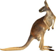 animals & kangaroo free transparent png image.