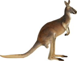 animals & Kangaroo free transparent png image.