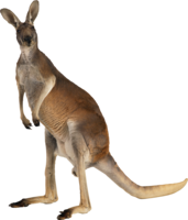 animals & kangaroo free transparent png image.